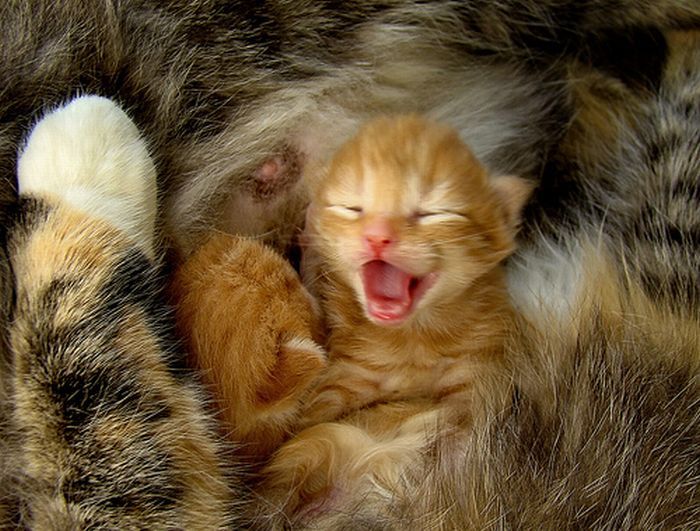 Доброру. Котенок зевнул. Зевающие коты. Котик зевает. Кот потягивается и зевает.