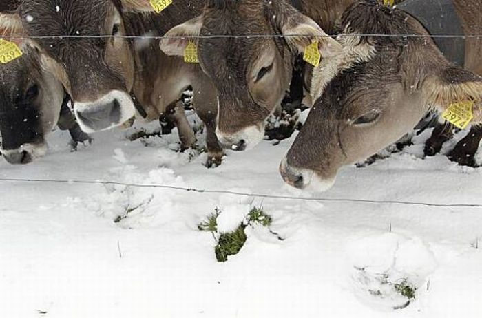 Прикольные картинки