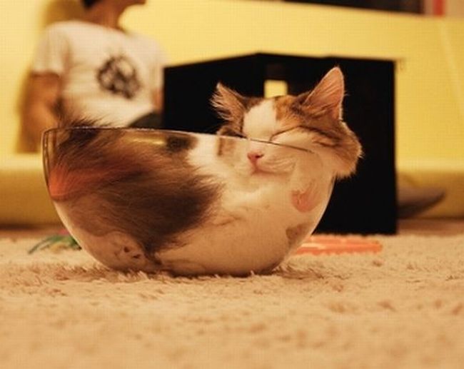 Прикольные картинки (94 фото)