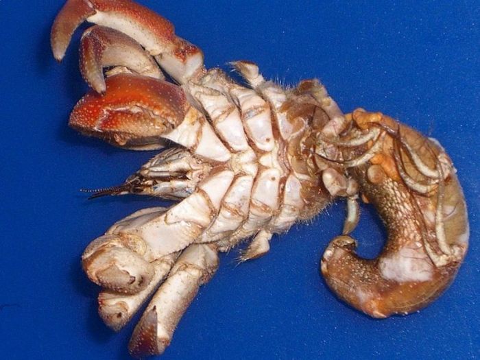 Прикольные картинки (94 фото)