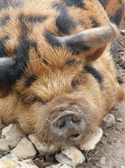 Прикольные картинки (95 фото)