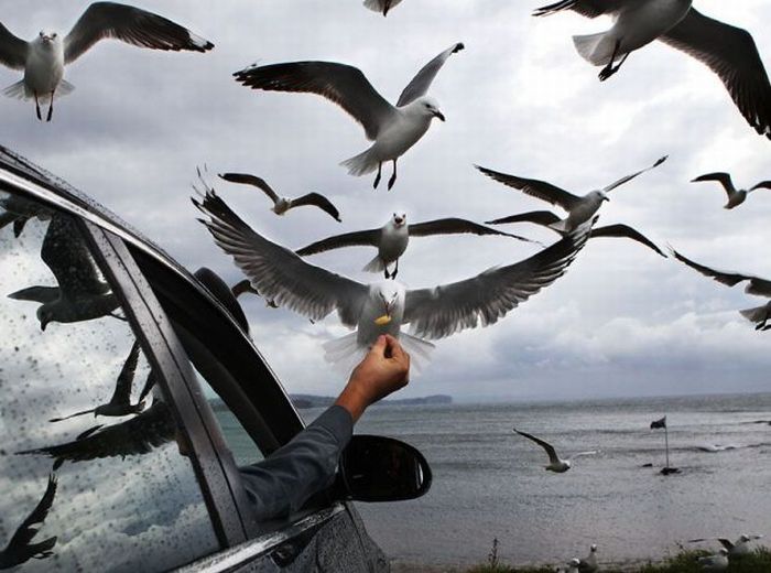 Прикольные картинки (102 фото)