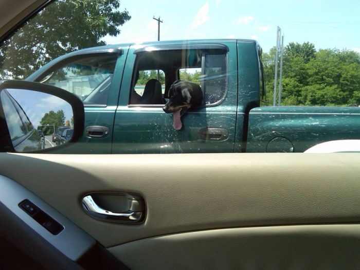 Прикольные картинки (102 фото)