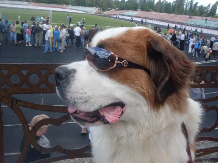 Прикольные картинки (102 фото)