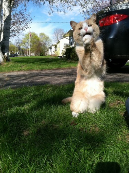 Прикольные картинки (102 фото)