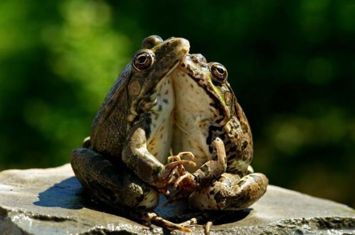 Прикольные картинки (102 фото)