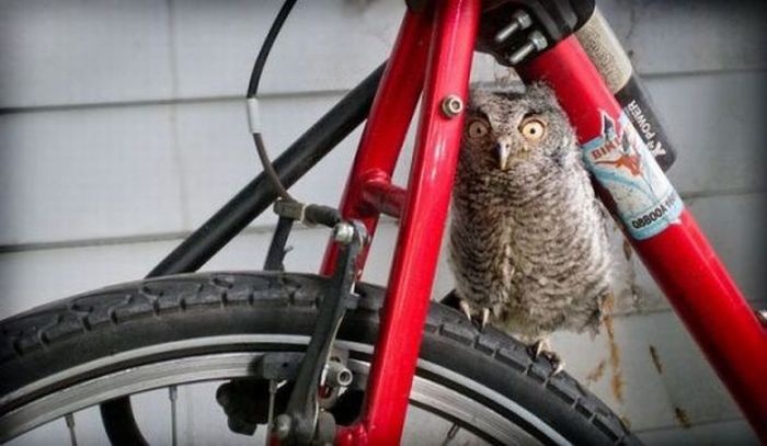 Прикольные картинки (102 фото)