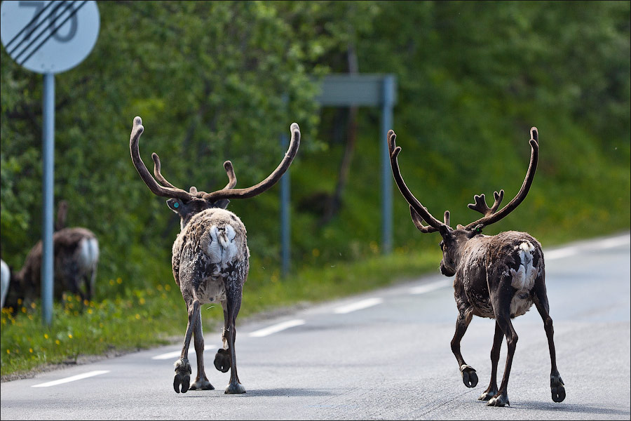 Носить рога. Олень на дороге. Норвегия олени. Норвежский олень.