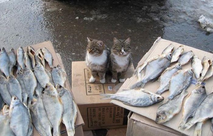 Прикольные картинки (113 фото)