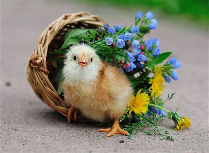 Прикольные картинки (113 фото)