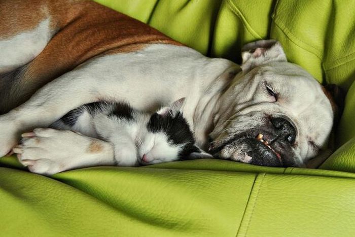 Прикольные картинки (113 фото)