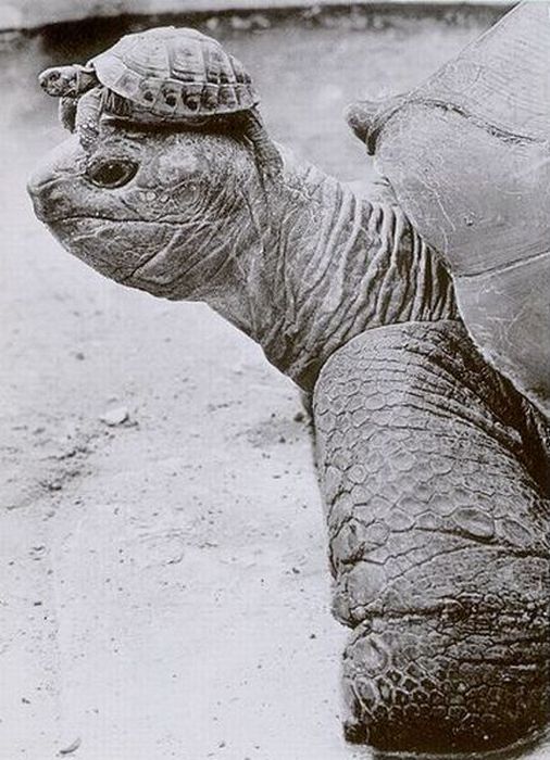 Прикольные картинки (113 фото)