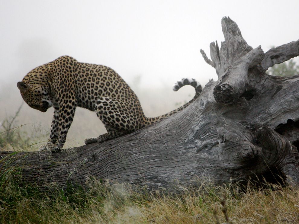 Лучшие фотографии National Geographic за июнь