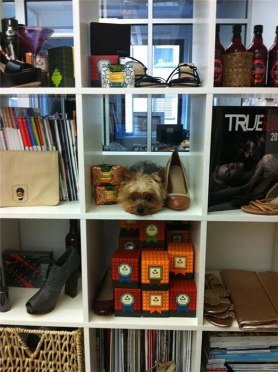 Прикольные картинки (84 фото)