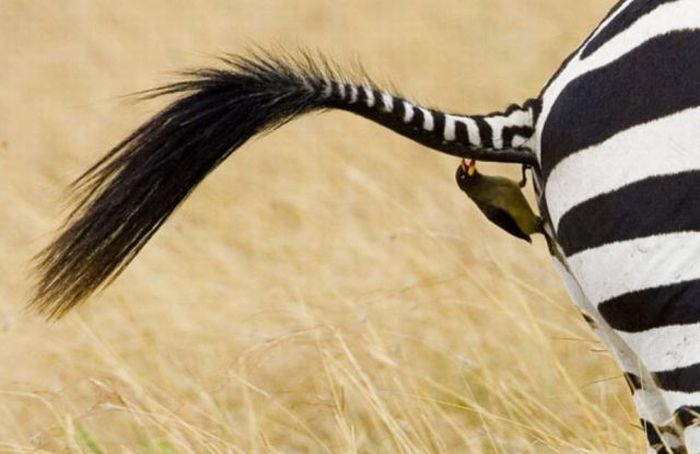 Прикольные картинки (99 фото)