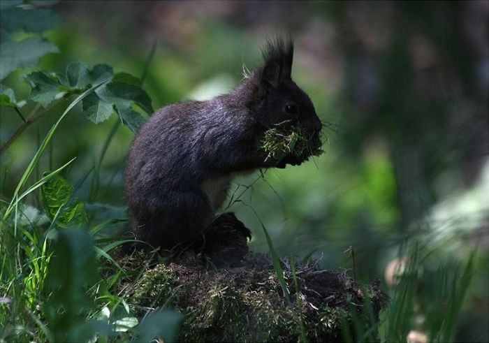 Прикольные картинки (101 фото)