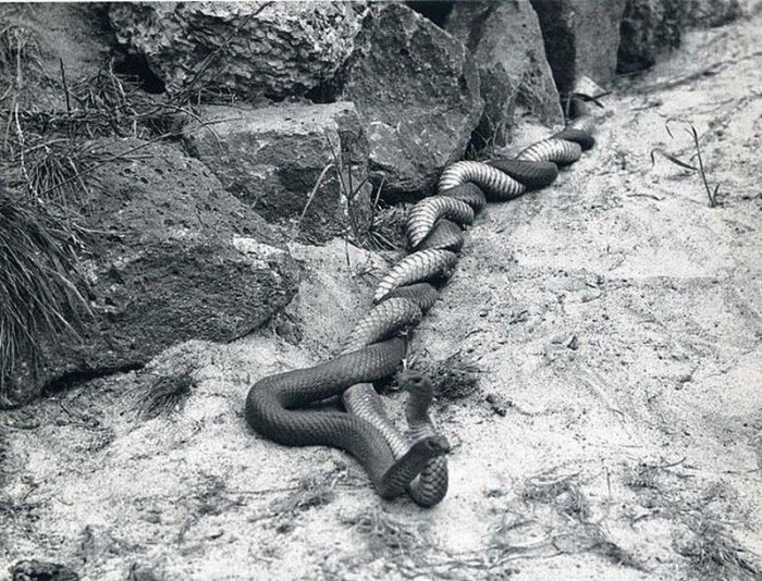 Прикольные картинки (98 фото)