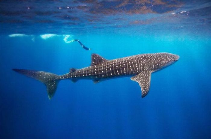 Прикольные картинки (98 фото)