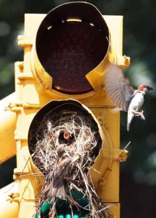 Прикольные картинки (98 фото)