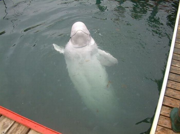 Прикольные картинки (98 фото)