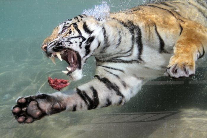 Прикольные картинки (98 фото)