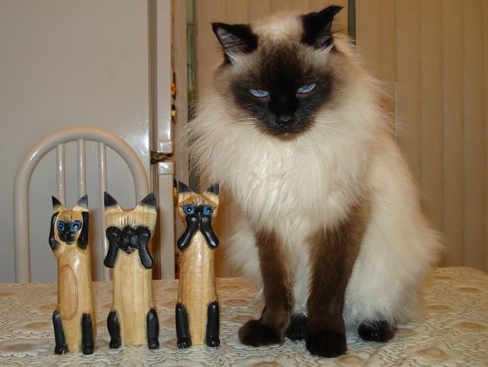 Прикольные картинки (98 фото)