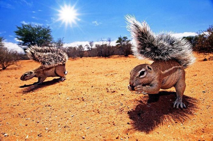 Прикольные картинки (98 фото)