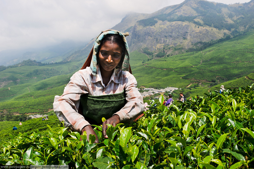 Сбор китайского чая. Чайные плантации в Индии. Шри Ланка чайные плантации. Сбор чая на Цейлоне. Сбор чая на плантации в Индии.