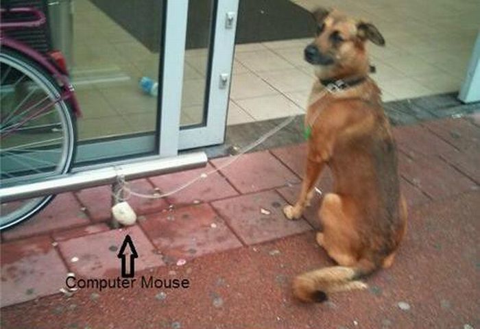 Прикольные картинки (93 фото)