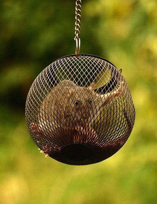 Прикольные картинки (93 фото)