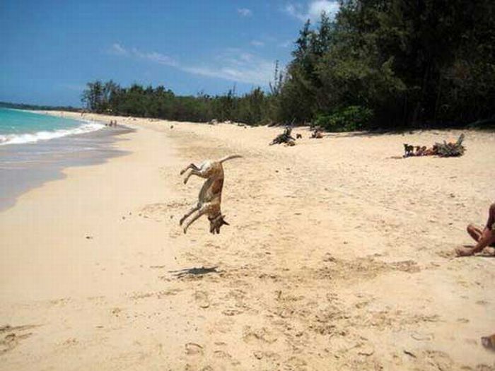 Прикольные картинки (93 фото)