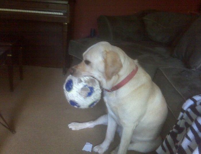 Прикольные картинки (93 фото)