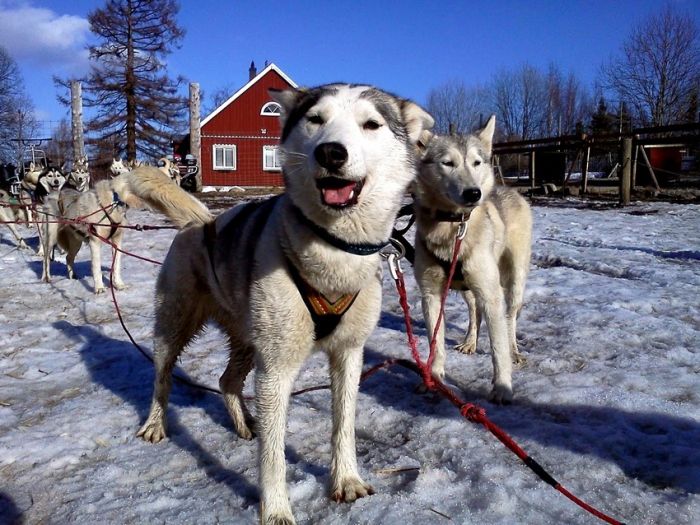 Прикольные картинки (93 фото)