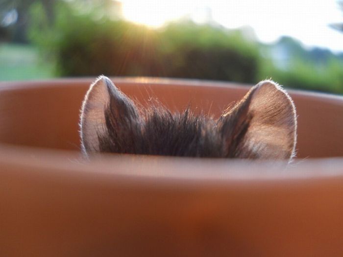 Прикольные картинки (93 фото)