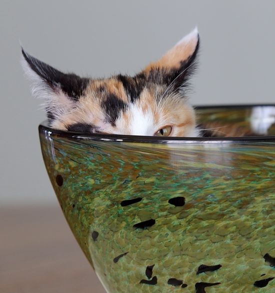 Прикольные картинки (93 фото)