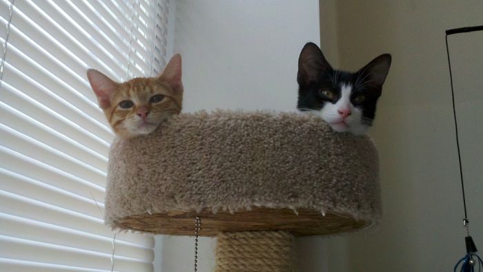 Прикольные картинки (93 фото)