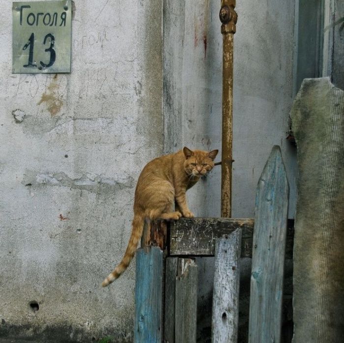 Прикольные картинки (93 фото)