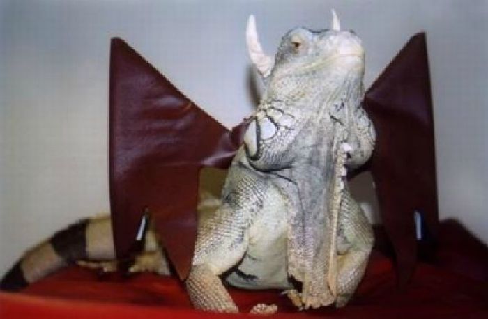 Прикольные картинки (83 фото)