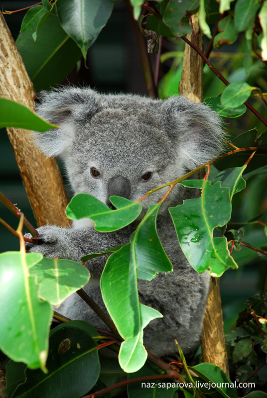 Эвкалиптовая коала. Коала на эвкалипте. Эвкалиптовое дерево с коалой. Коала эвкалиптовый мишка. Эвкалипт в Австралии с коалой.
