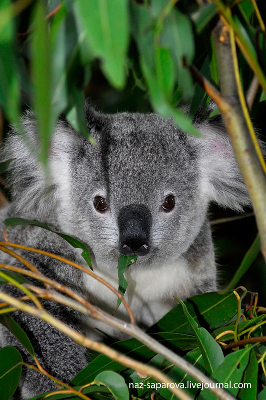 Красная коала. Коала в Австралии. Отряд сумчатые коала. Коала Саванна. Динго и коала.
