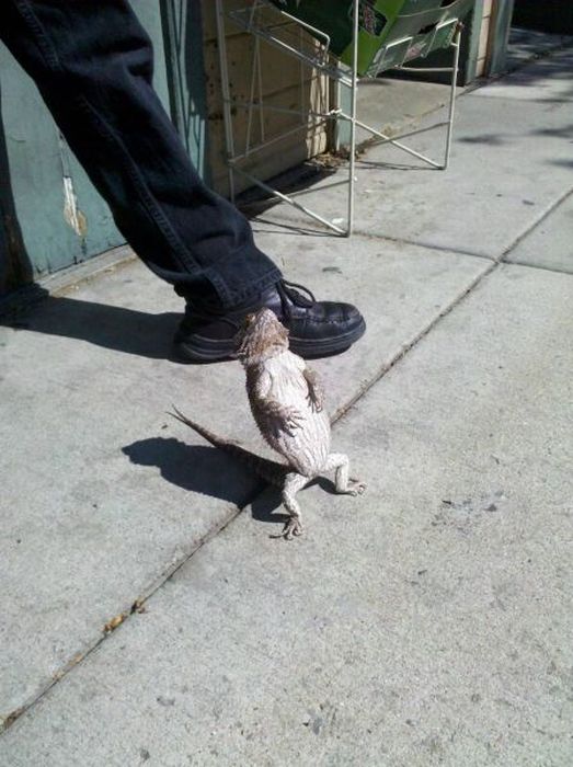 Прикольные картинки (126 фото)