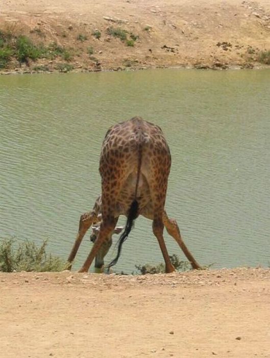 Прикольные картинки (126 фото)