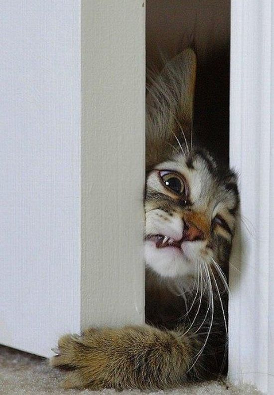 Прикольные картинки (126 фото)