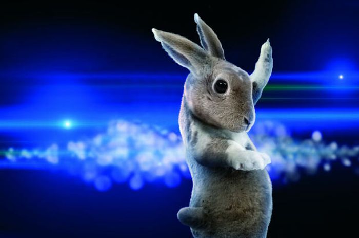 Заяц пляшет. Заяц. Танцующий заяц. Зайчик танцует. Кролик танцует.