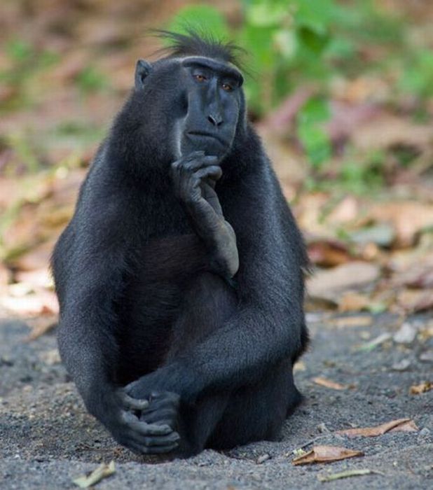 Прикольные картинки (88 фото)