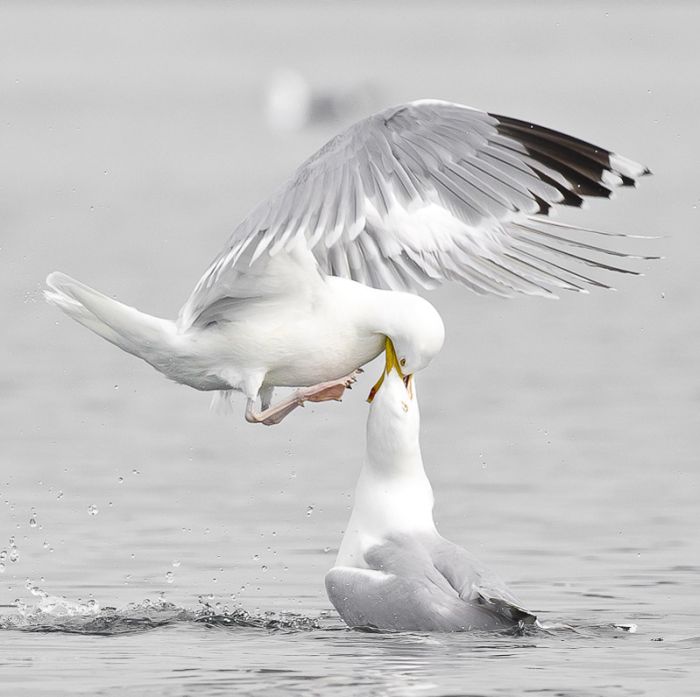 Прикольные картинки (91 фото)