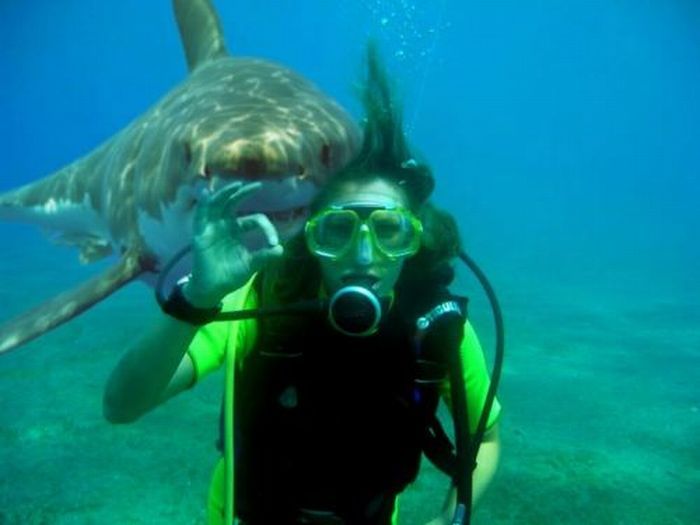 Прикольные картинки (102 фото)