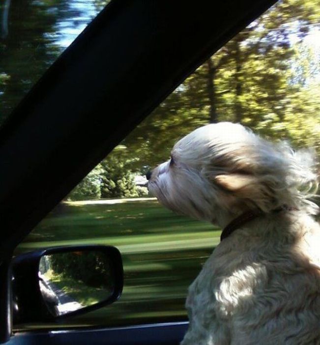 Прикольные картинки (102 фото)