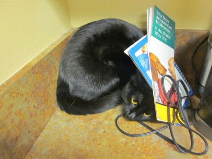 Прикольные картинки (102 фото)