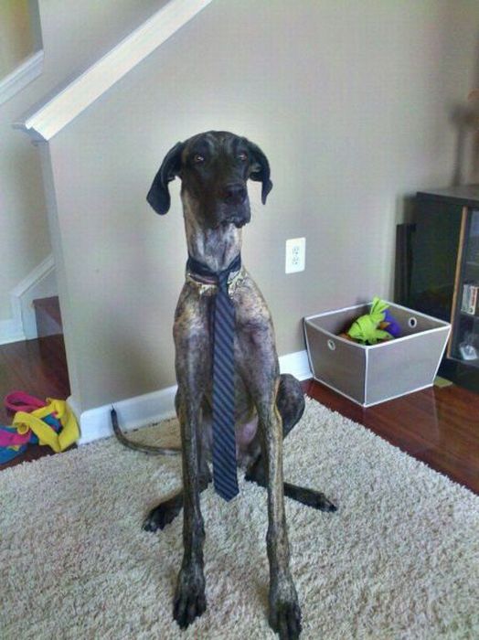 Прикольные картинки (102 фото)